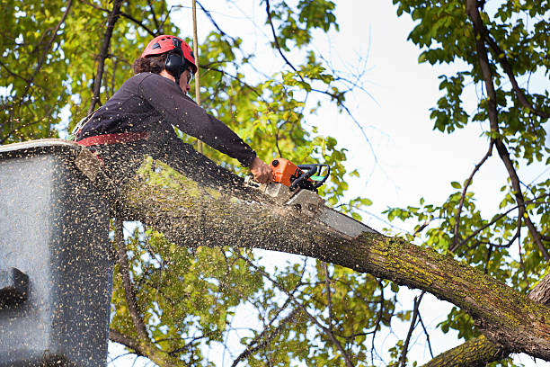 The Steps Involved in Our Tree Care Process in Milledgeville, GA